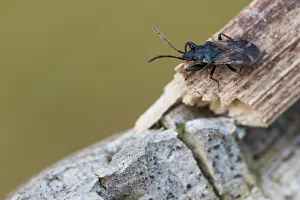 Makrobild eines Insekts in Deutschland.