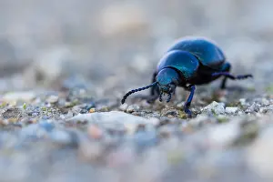 Insect Macro Photography Drucke: Macro image of an insect in Germany