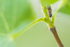 Mai Drucke: Großaufnahme eines Insekts in Deutschland.