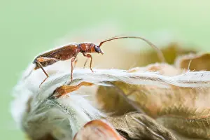 German Flora And Fauna Images Drucke: Macro image of an insect in Germany