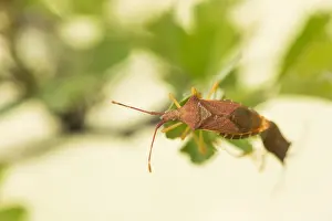 Mai Drucke: Makrobild eines Insekts in Deutschland.