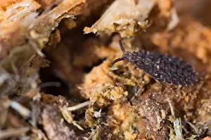 Bilder Datiert 18. März 2020: Großaufnahme eines Insekts in Deutschland.