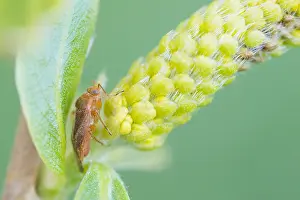 März Drucke: Makrobild eines Insekts in Deutschland.