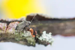 European Fauna And Flora Drucke: Macro image of an insect in Germany
