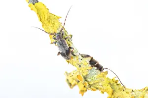Mai Drucke: Großaufnahme eines Insekts in Deutschland.