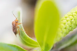März Drucke: Makrobild eines Insekts in Deutschland.