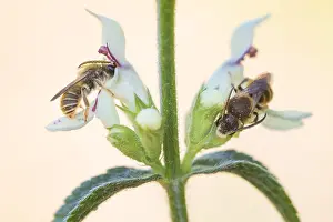 Bilder Datiert 7. Mai 2020: Großaufnahme eines Insekts in Deutschland.