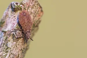 German Macro Photography Drucke: Macro image of an insect in Germany