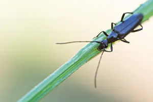 Bilder Datiert 7. Mai 2020: Großaufnahme eines Insekts in Deutschland.