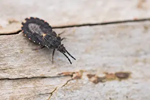 German Nature Photography Outdoors Drucke: Macro image of an insect in Germany