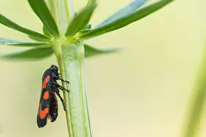 Wildlife Fauna Europe Drucke: Macro image of an insect in Germany