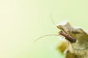 Nature Photography In Germany Drucke: Macro image of an insect in Germany