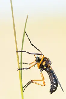 Bilder Datiert 7. Mai 2020: Makrobild eines Insekts in Deutschland.