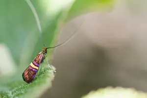 European Moth Species Drucke: Macro image of an insect in Germany