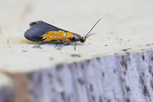 April Drucke: Makrobild eines Insekts in Deutschland.