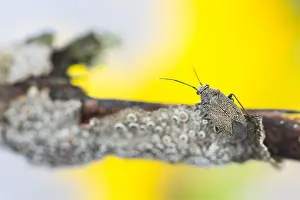 Bilder Datiert 4. Mai 2020: Makrobild eines Insekts in Deutschland.
