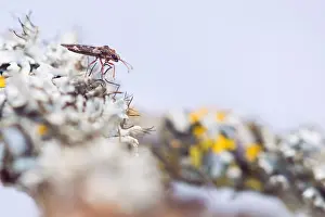 Bilder Datiert 2. April 2020: Makrobild eines Insekts in Deutschland.