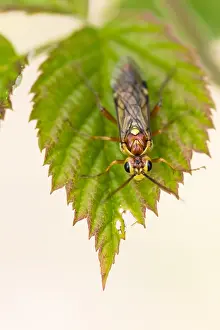 Bilder Datiert 4. Mai 2020: Großaufnahme eines Insekts in Deutschland.