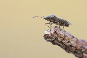 Großaufnahme eines Insekts in Deutschland.