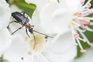 Bilder Datiert 9. Mai 2020: Großaufnahme eines Insekts in Deutschland.