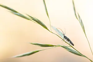 German Flora And Fauna Images Drucke: Macro image of an insect in Germany