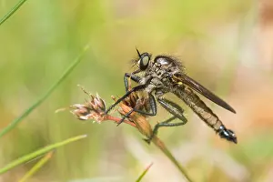 Germany Macro Photography Drucke: Macro image of an insect in Germany