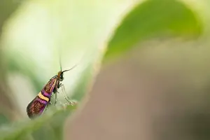 Macro Nature Photography Drucke: Macro image of an insect in Germany