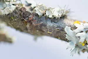 Bilder Datiert 2. April 2020: Großaufnahme eines Insekts in Deutschland.