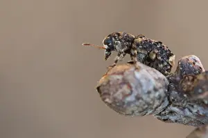 Bilder Datiert 6. April 2020: Makrobild eines Insekts in Deutschland.
