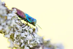 Bilder Datiert 6. Mai 2020: Makrobild eines Insekts in Deutschland.