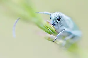 Bilder Datiert 4. Mai 2020: Großaufnahme eines Insekts in Deutschland.