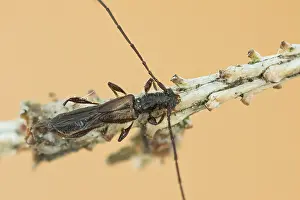 Makrobild eines Insekts in Deutschland.