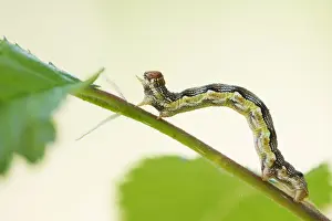 Bilder Datiert 8. Mai 2020: Makrobild eines Insekts in Deutschland.