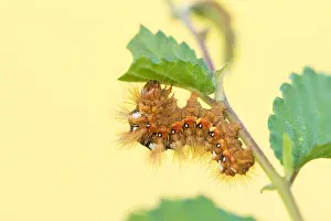 Macro Nature Photography Drucke: Macro image of an insect in Germany
