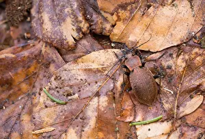 Bilder Datiert 2. April 2020: Makrobild eines Insekts in Deutschland.