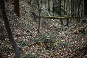 März Drucke: Makrobild eines Insekts in Deutschland.