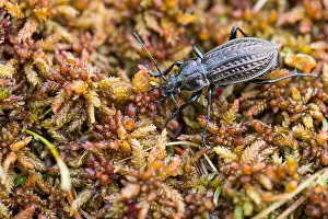 Germany Wildlife Images Drucke: Macro image of an insect in Germany