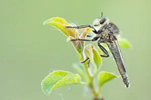 Mai Drucke: Großaufnahme eines Insekts in Deutschland.