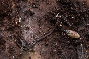Bilder Datiert 15. März 2020: Makrobild eines Insekts in Deutschland.