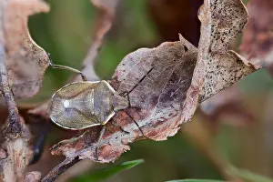 Bilder Datiert 18. März 2020: Großaufnahme eines Insekts in Deutschland.