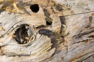 Bilder Datiert 18. März 2020: Großaufnahme eines Insekts in Deutschland.