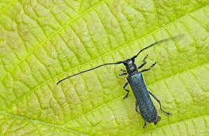 Bilder Datiert 29. Mai 2020: Großaufnahme eines Insekts in Deutschland.