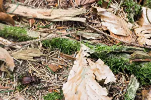 März Drucke: Makrobild eines Insekts in Deutschland.