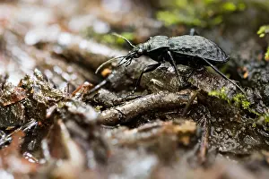 Bilder Datiert 24. Mai 2020: Großaufnahme eines Insekts in Deutschland.