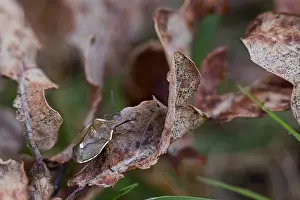 Bilder Datiert 18. März 2020: Makrobild eines Insekts in Deutschland.