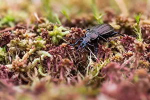 Makrobild eines Insekts in Deutschland.