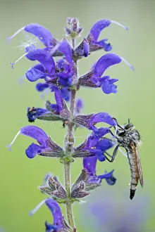 Bilder Datiert 7. Mai 2020: Makrobild eines Insekts in Deutschland.