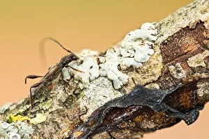 Bilder Datiert 29. Mai 2020: Großaufnahme eines Insekts in Deutschland.