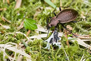 März Drucke: Makrobild eines Insekts in Deutschland.