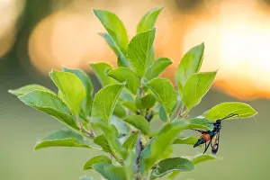 Mai Drucke: Großaufnahme eines Insekts in Deutschland.